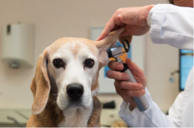 qué significa cuando un perro se perfora las orejas